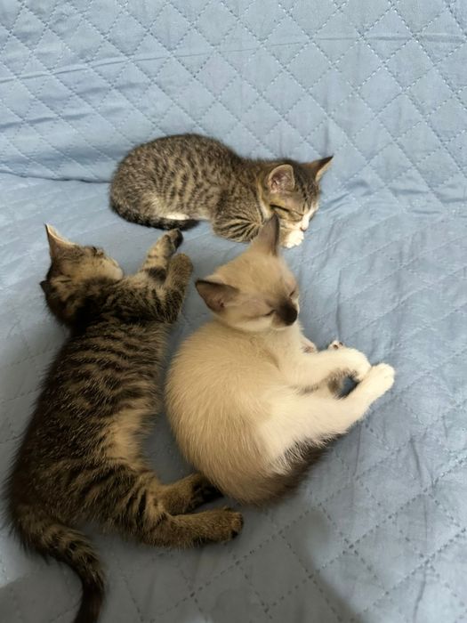 Отдам бесплатно котят