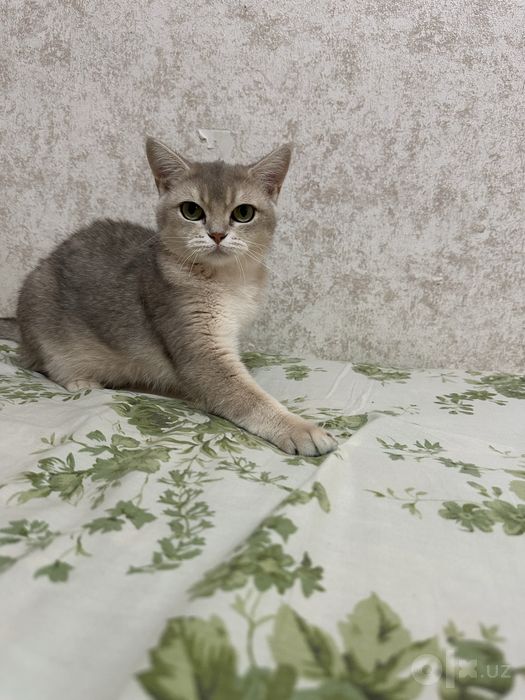 Mushuk zotili keliwamiza narxini