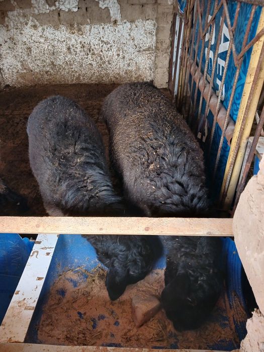 Продается кучкар