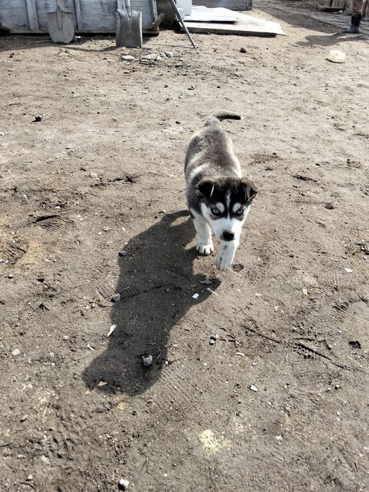 Продам 1шт мальчик 50000т