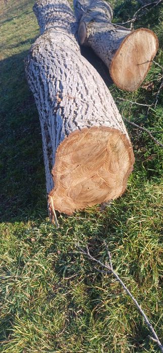 Bustean de nuc diametru 50