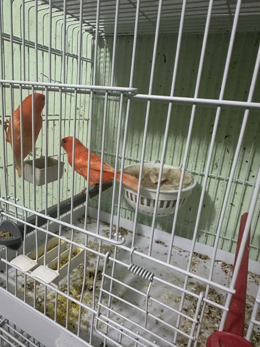 Canari diverse culori masculi/femele