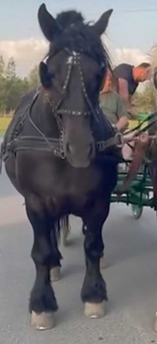 Vând iapa grea de 3 pe 4 ani