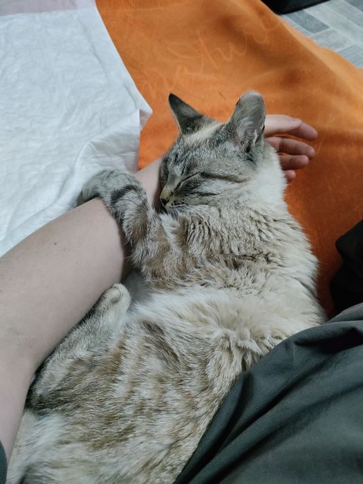 Отдам кота в добрые руки