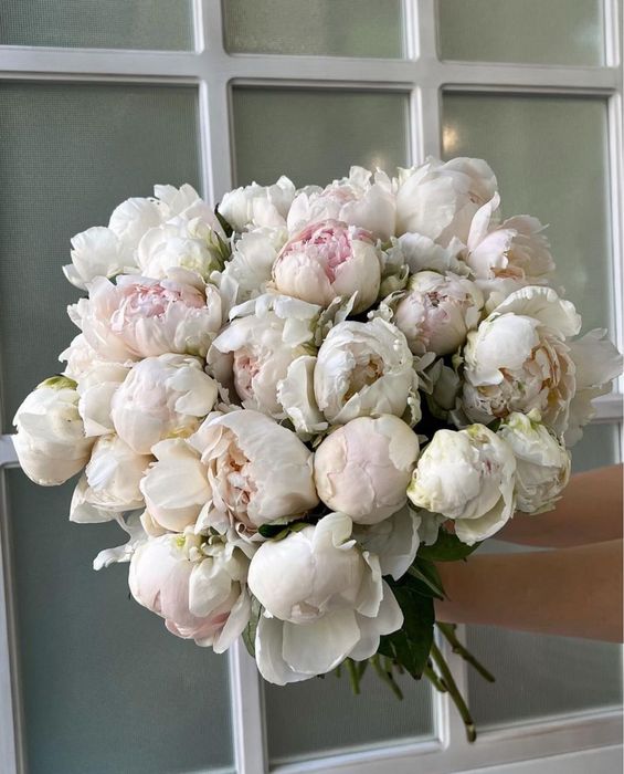 Пионы оптом и в розницу