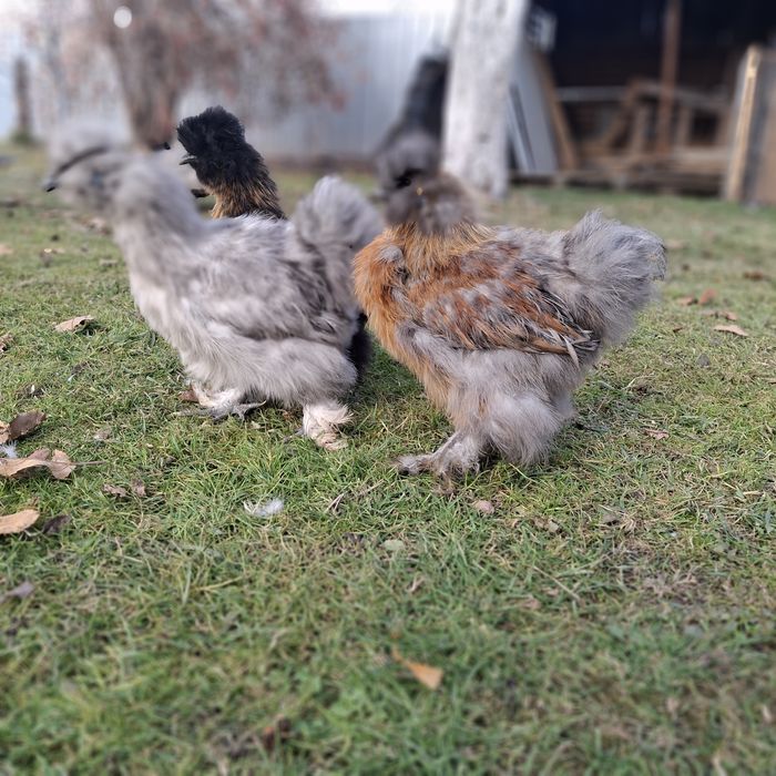 Китайские шёлковые куры