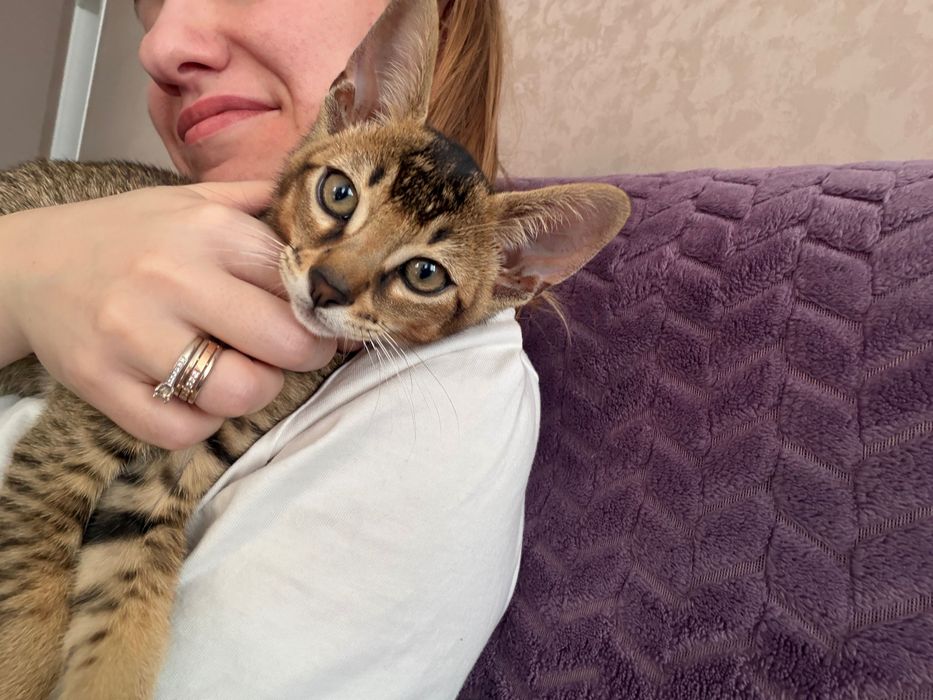 Продам породистого котенка