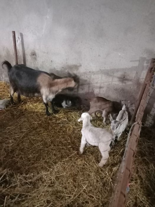 Vând 2 capre bune de lapte