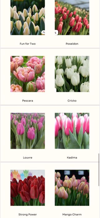 Тюльпаны оптом и в розницу!