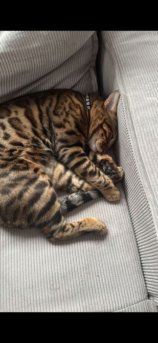 Кот Бенгальский, очень умный, любит играть