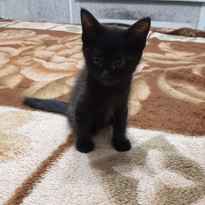 Малыши-котенки ищут дом