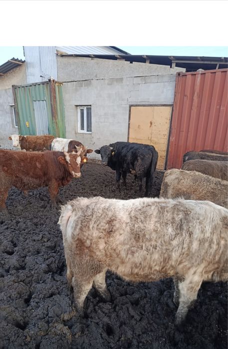 Продам бычков упитоные 2 г возраст