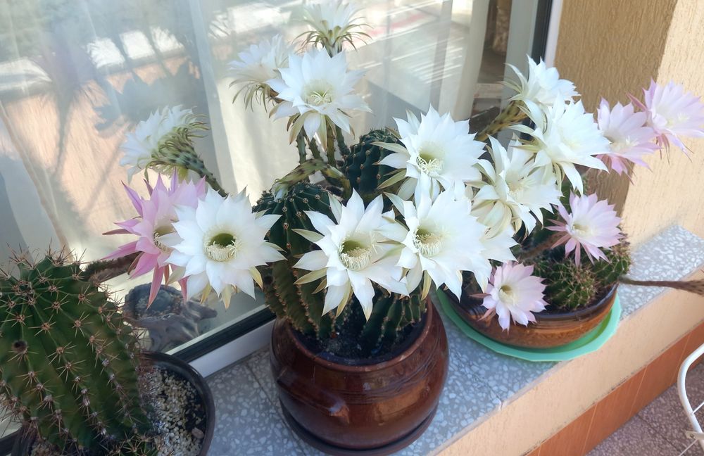 Цъфтящи кактуси Ехинопсис (Echinopsis eyriesii) (различни големини)