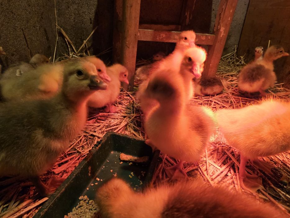 Boboci de Gâscă Românească