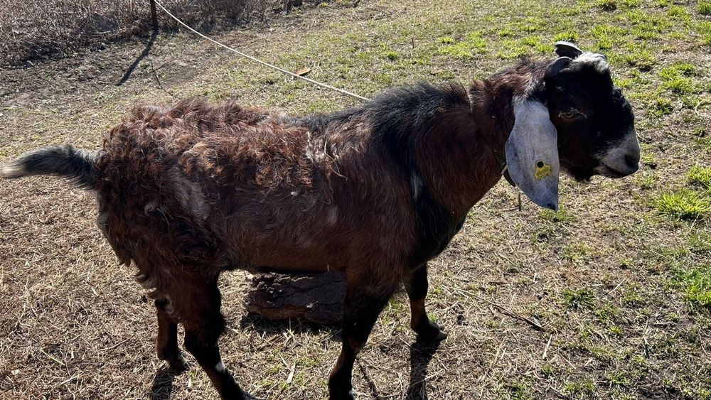 Продам Козла пародистый