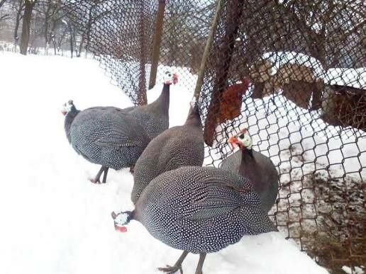 Vand bibilici rasa mare