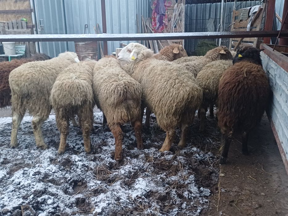 Бараный тоқтылар отцы