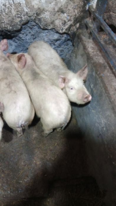 Поросята четыре месяца