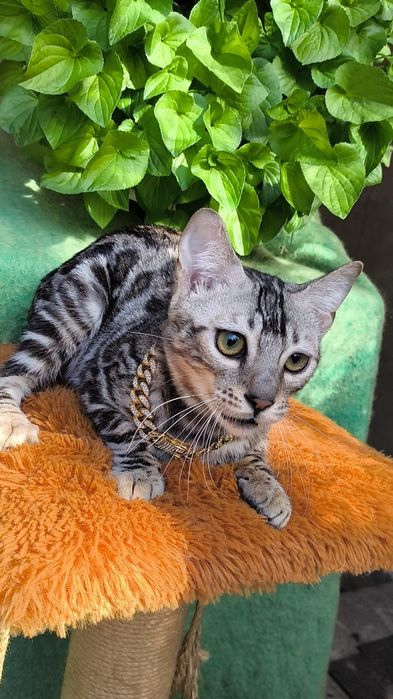 Бенгало- Барсы. Котята
