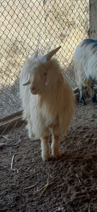 Ешкі сатылады туша