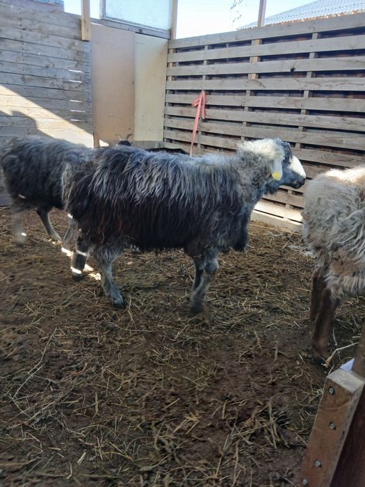 Продам кошкаров.