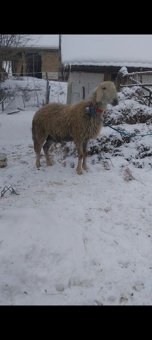 Vând berbec s-au schimb pe oi