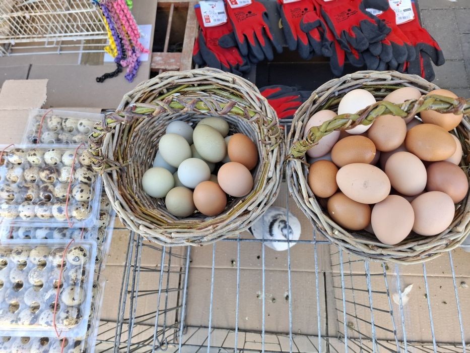 Vând ouă de găini Auracana