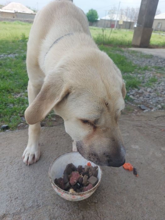 Умный.  Собака хороший