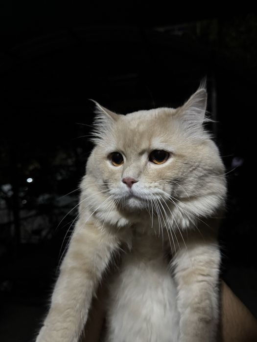 Отдам кошку в хорошие руки