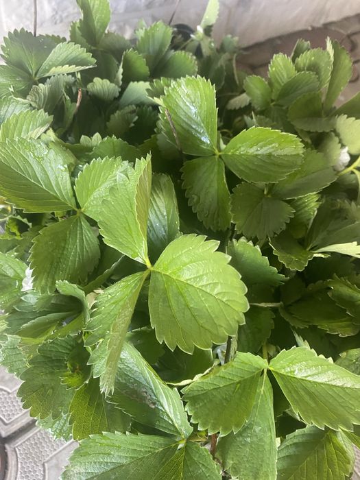 Продам усики клубники