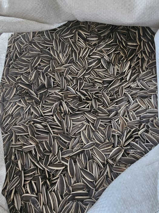 Vand cereale , porumb , grau , orz ,malai , ovaz , sorg , floarea