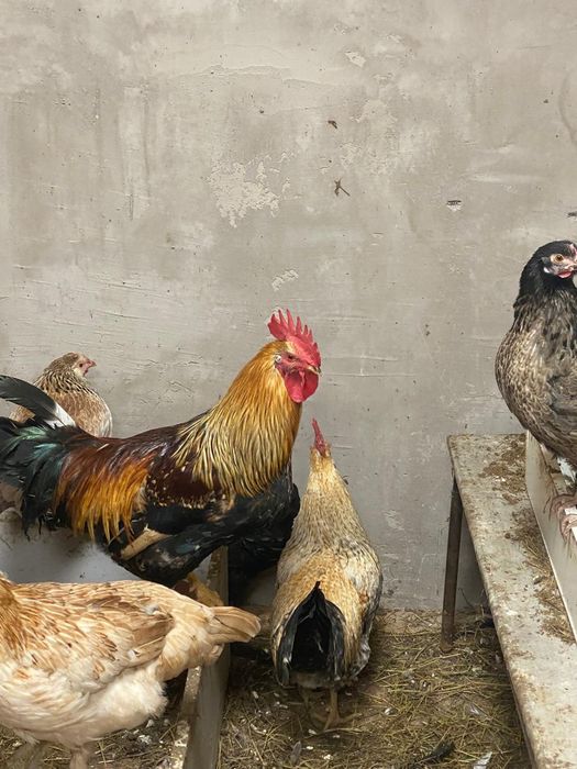 Продам задиристых петухов.