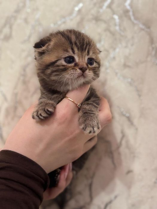 Шотландские фолды