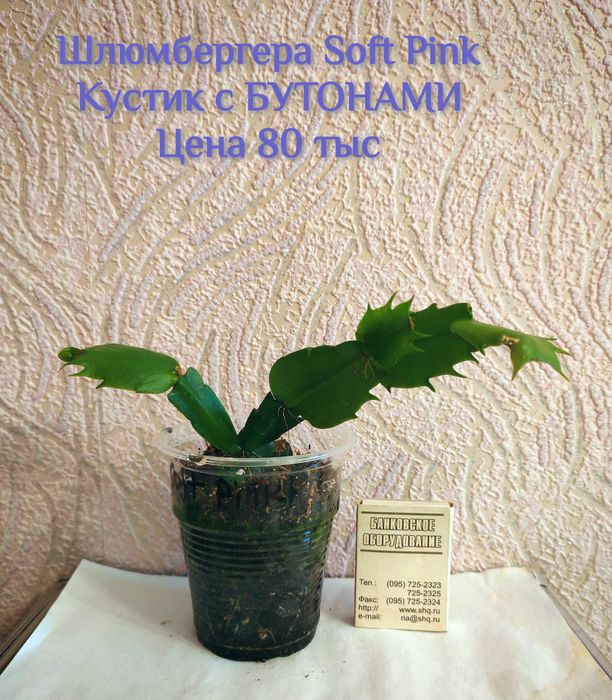 Сортовая Шлюмбергера (декабрист) С БУТОНАМИ Soft Pink.