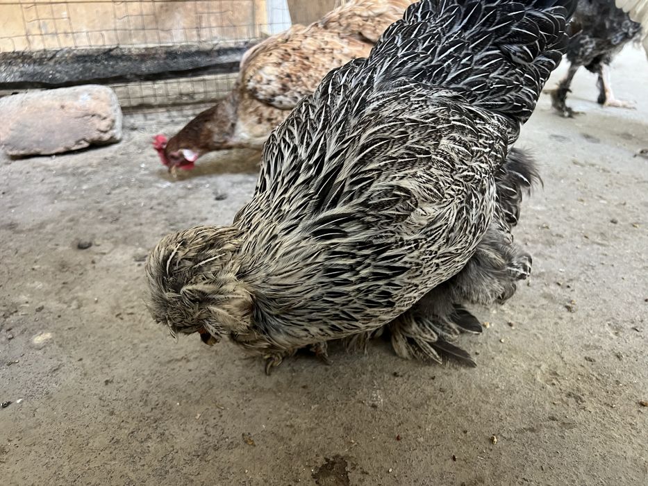 Brama tovuqlar sotiladi endi tuxumga kiryapti