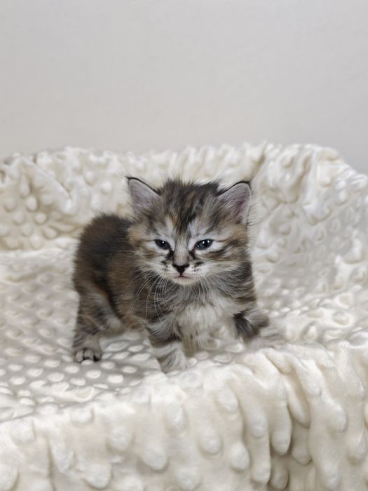 Кошечка курильский бобтейл