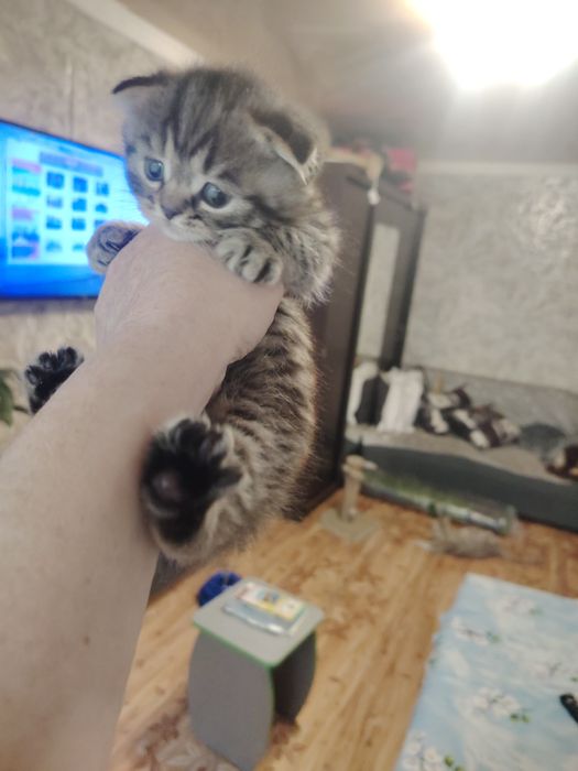 Шотландские малыши