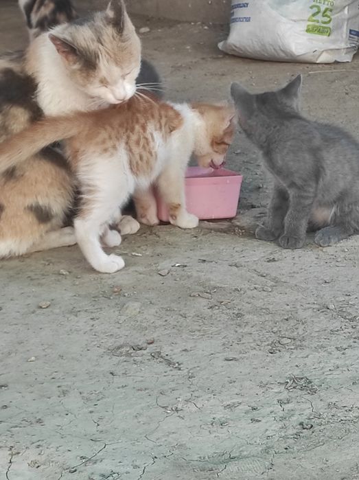 Бесплатно отдам котенка