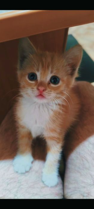 В добрые руки, котёнка