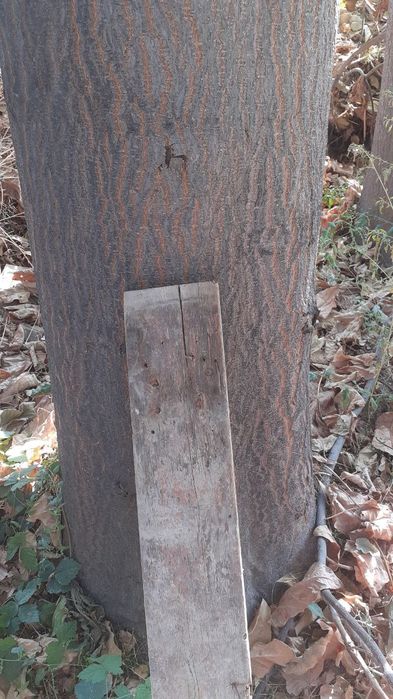 Павлоня дарахти 5 йашар буйи 15 метр  эни йарим метр айланаси  150 180