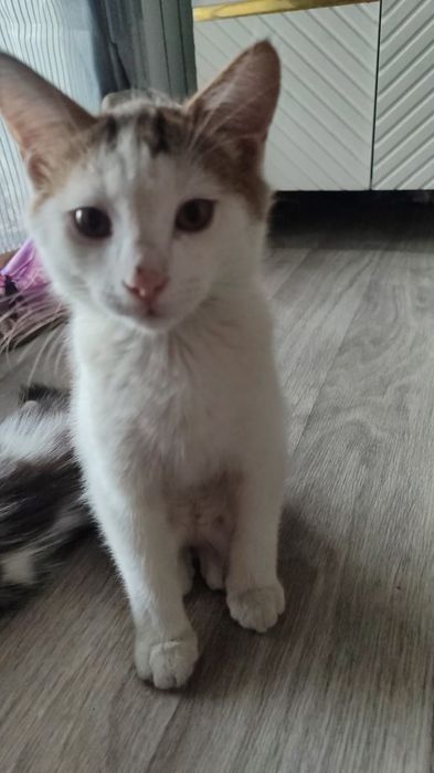 Отдам котенка в добрые руки
