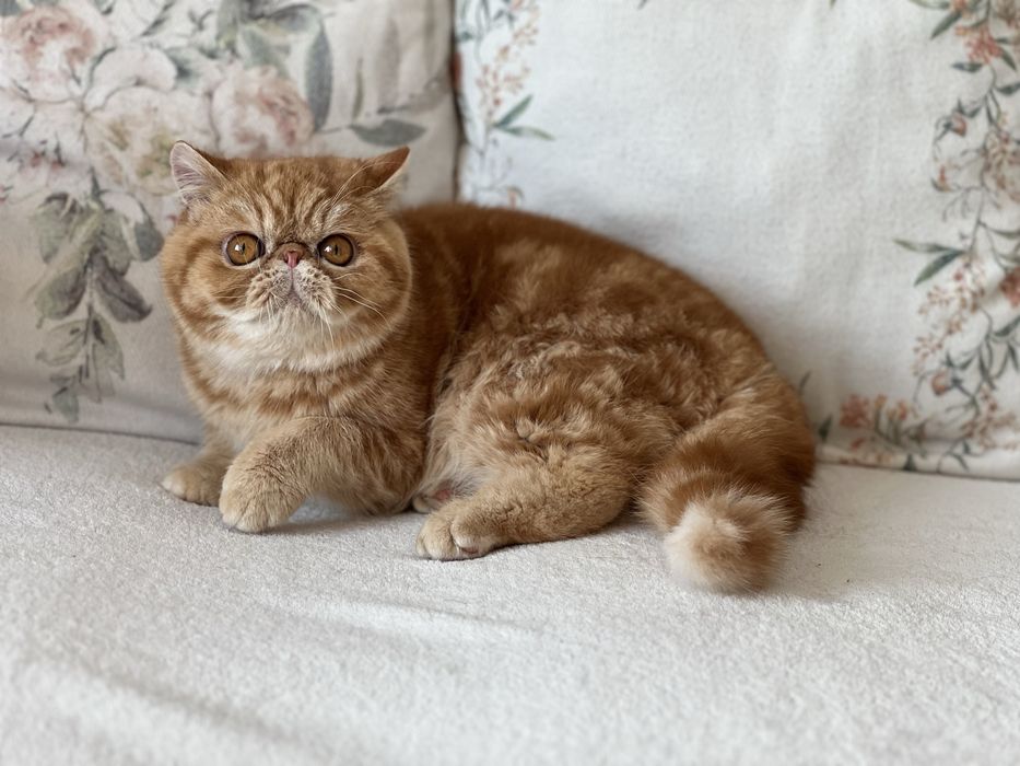 Екзотично късокосместо мъжко елитно коте