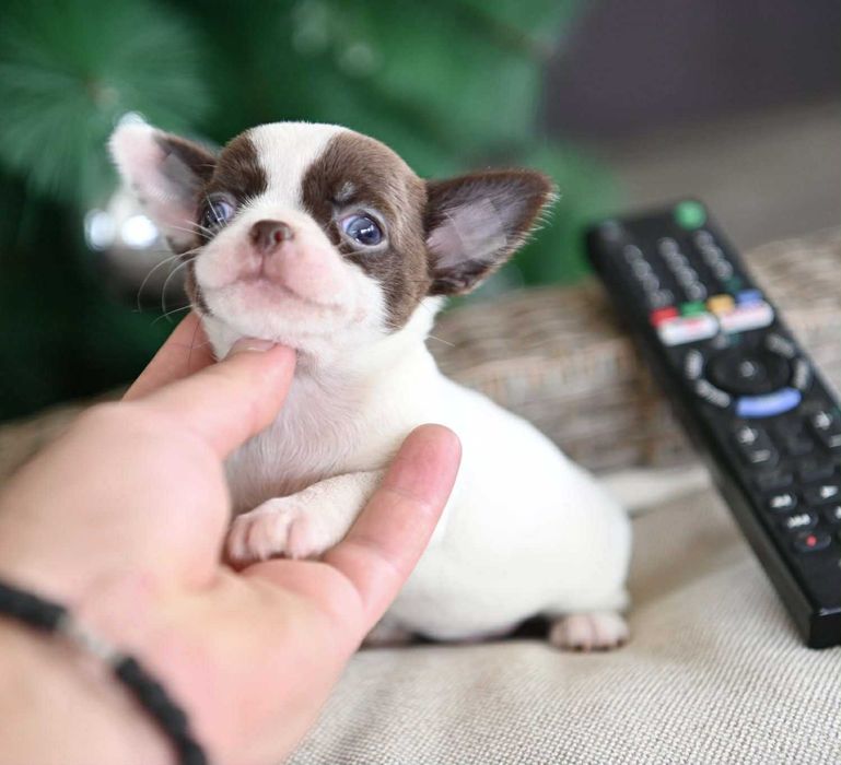 Женско мини чихуахуа бяло шоколадово