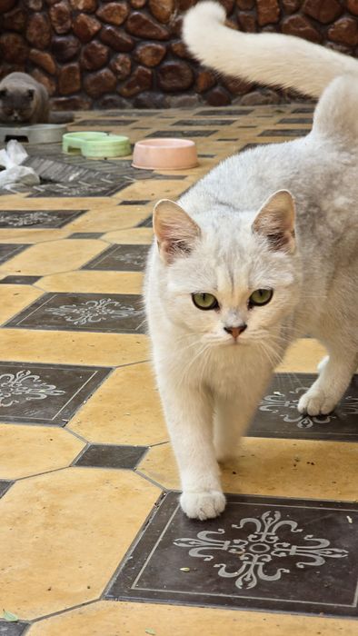 Britan Seribristiy Shenshila toza qon ug'il va qiz