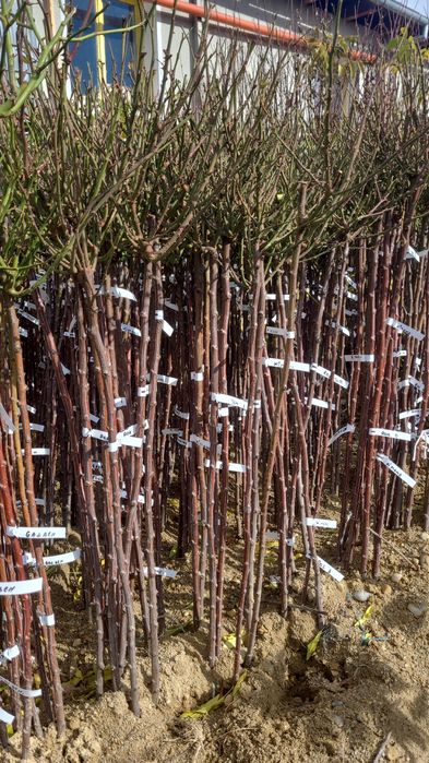 Trandafiri pomisor la oferta inaltime 1.5-1.6m calitate 1 cu rodire