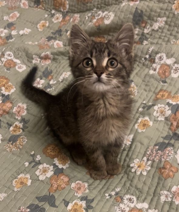 Отдам котенка в добрые руки, мальчик