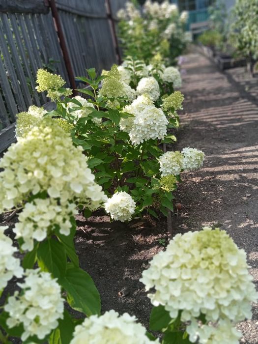 Продам дачу СО «борки»