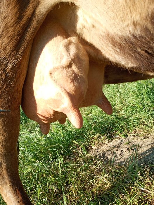 Vaca de vânzare .