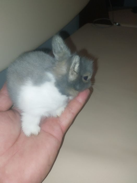 Pui iepurasi miniatura rasa pitica, nu cresc mari, POZE  REALE!