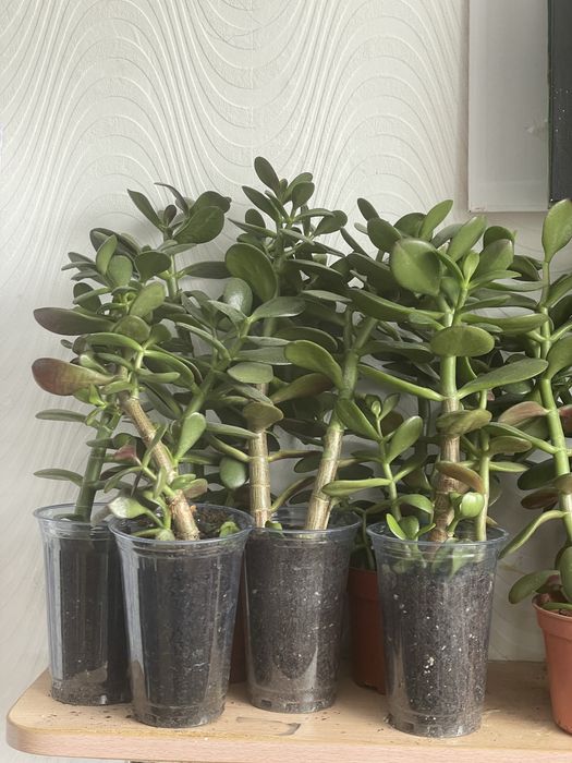 Денежное дерево толстянка